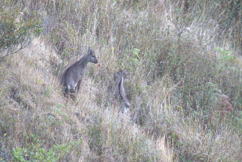 kew mae pan nature trail, doi inthanon national park, inthanon national park, doi Inthanon, inthanon