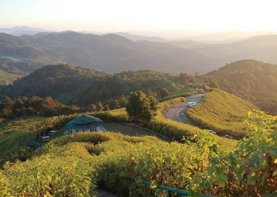 thung bua tong fields at doi mae u kho, bua tong fields doi mae u kho, bua tong fields at doi mae u kho, mexican sunflowers at doi mae u kho, doi mae u kho mexican sunflowers, doi mae u kho, doi mae u kho, thung dok bua tong at doi mae u-kho