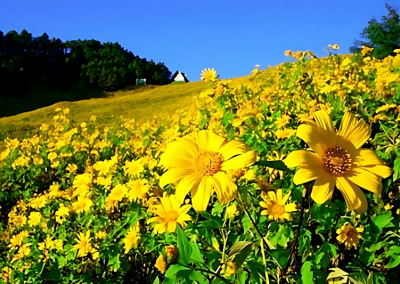 thung bua tong fields at doi mae u kho, bua tong fields doi mae u kho, bua tong fields at doi mae u kho, mexican sunflowers at doi mae u kho, doi mae u kho mexican sunflowers, doi mae u kho, doi mae u kho, thung dok bua tong at doi mae u-kho