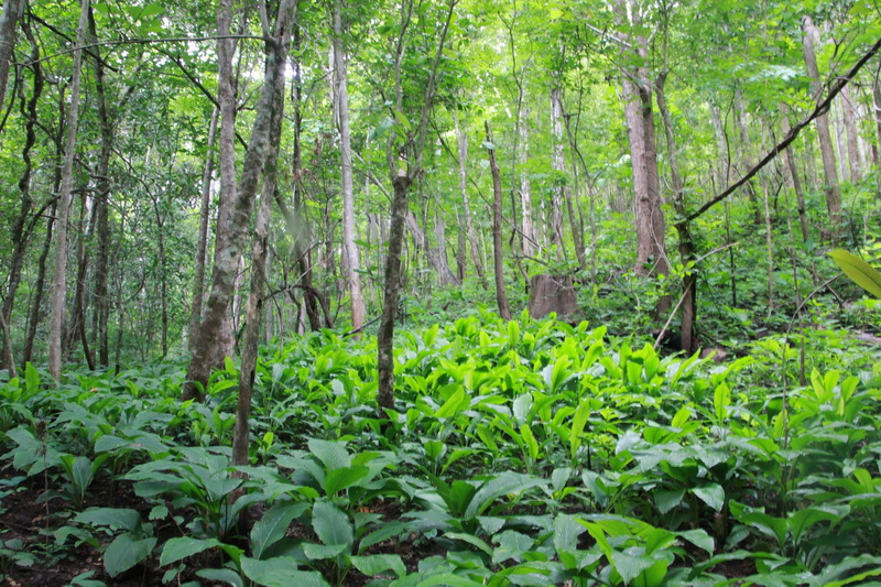 namtok mae surin national park, mae surin national park, namtok mae surin, namtok mae surin forest park