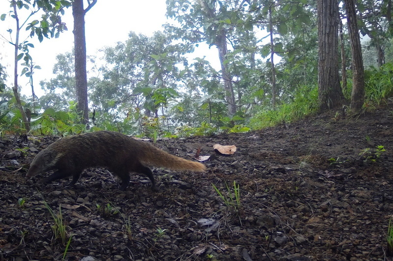 salawin national park, salawin, salawin forest park
