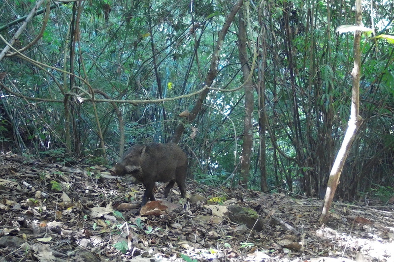 salawin national park, salawin, salawin forest park 